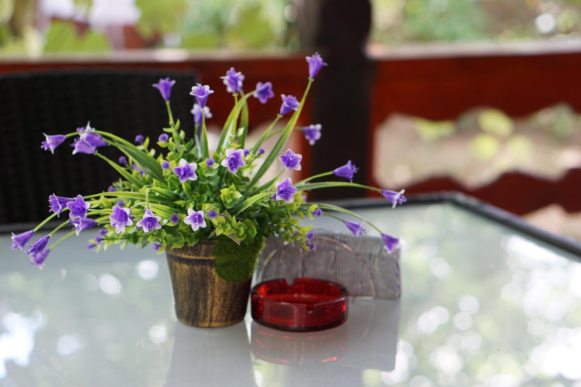 Villa Hanna'S Garden - Mintia Dış mekan fotoğraf
